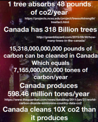 trees.jpg